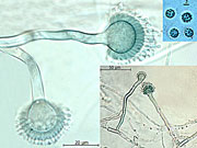 Aspergillus fumigatus - © MUT, Dip Biologia Vegetale - Torino