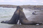 Elephant seals, Baja California, Mexico - photo Marco Battuello